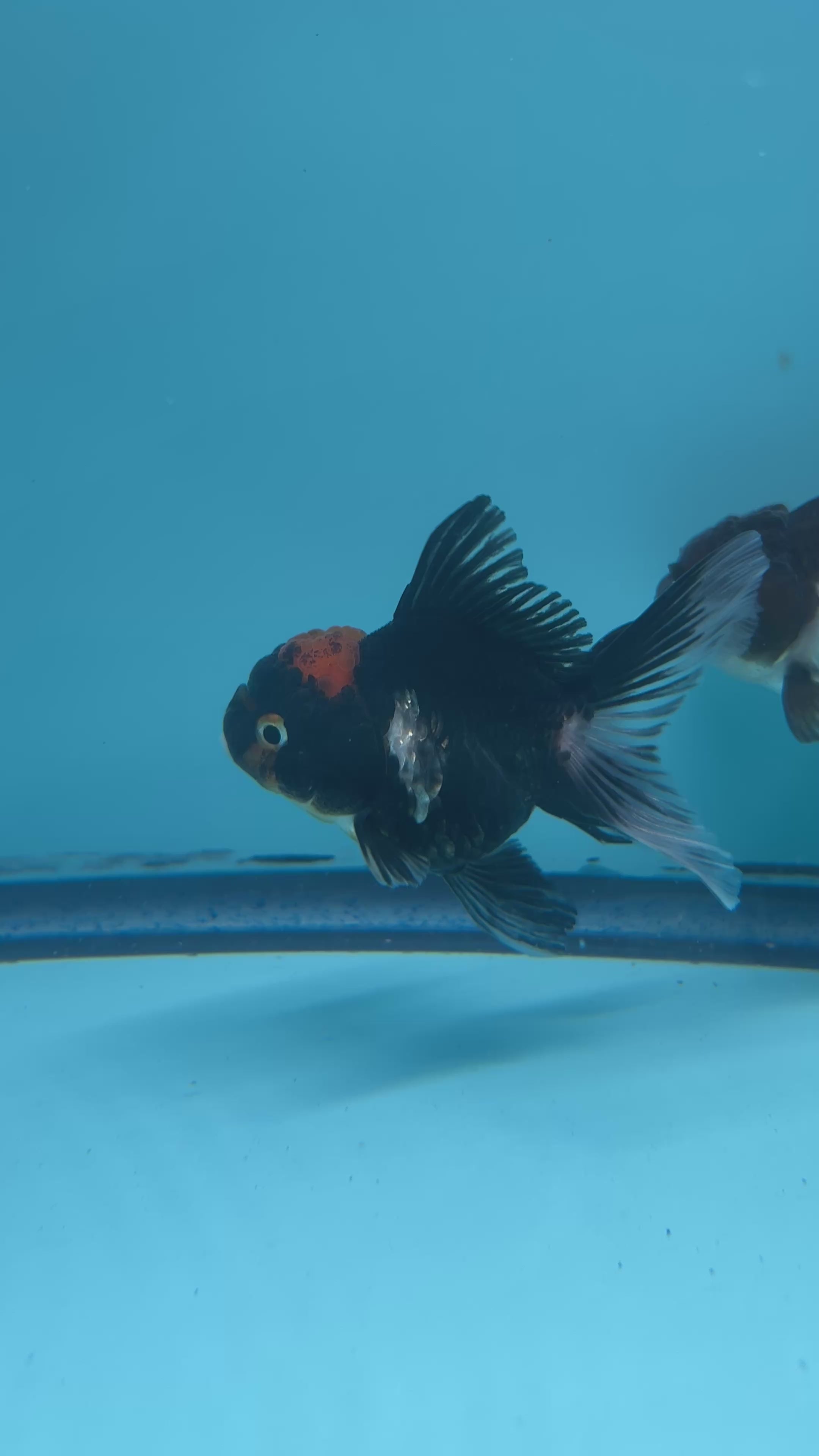 Live Premium Fancy Goldfish Thai Oranda Panda Red Cap 2” body (JC-064)