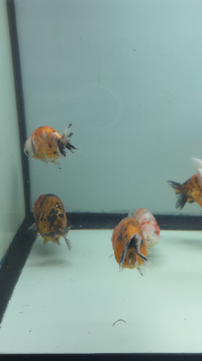 Live Fancy Goldfish Thai Ranchu Tiger Calico 3"-3.5" Body Ready to Ship (OUR CHOICE)