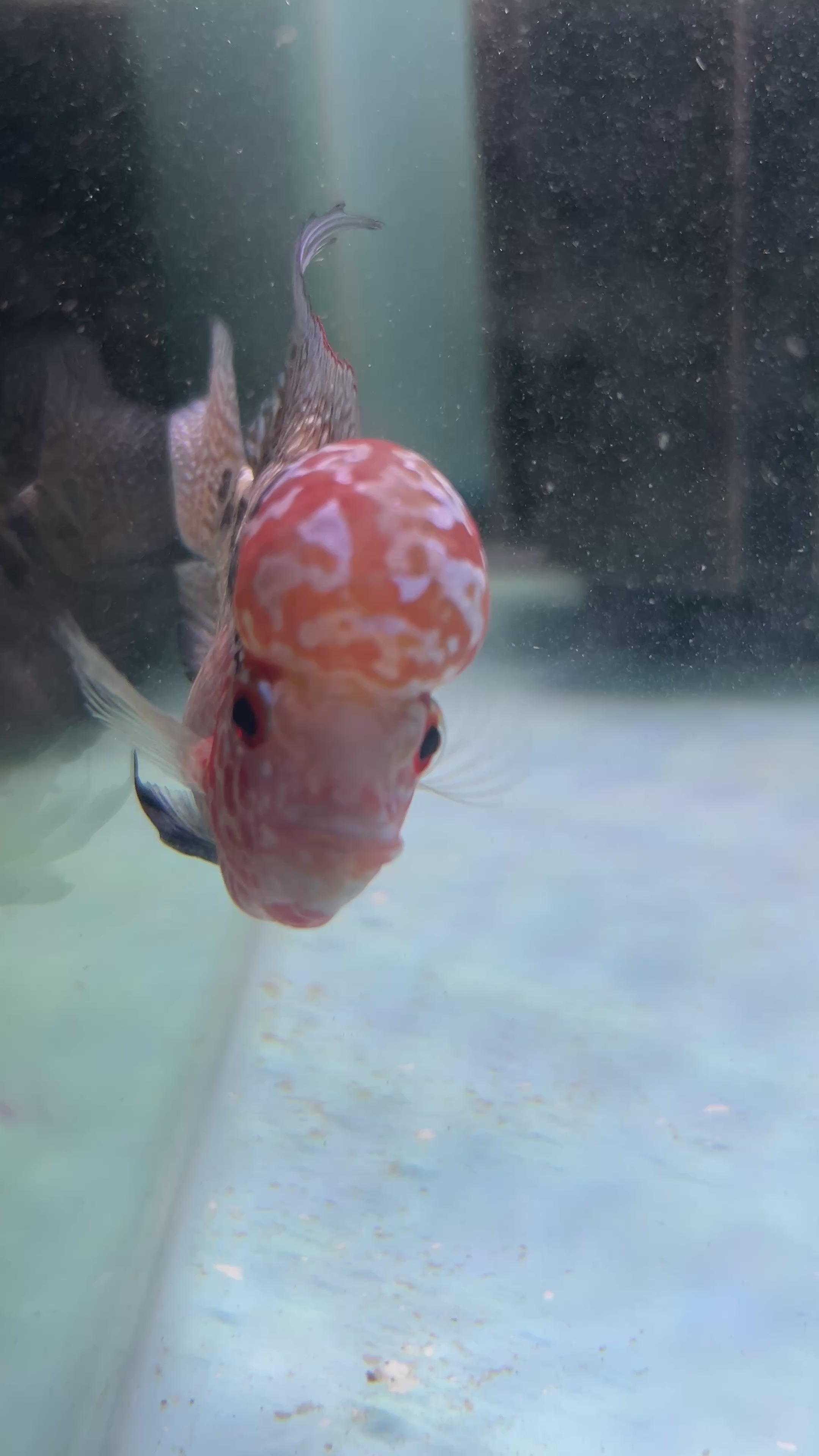 F1 Super Red Dragon Flowerhorn MALE 2" inch King Kamfa BIG KOK (SRD-015) E14-3