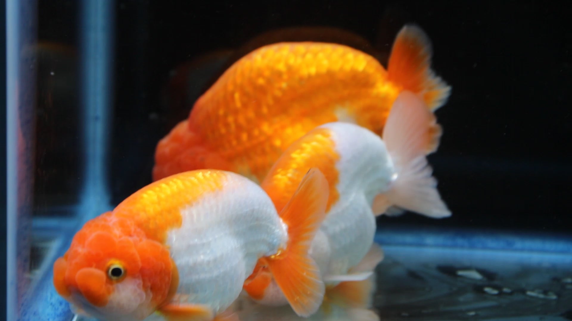 AAA Grade Thai Ranchu Red & White 3.5” Body Male 8 Months (R1002)