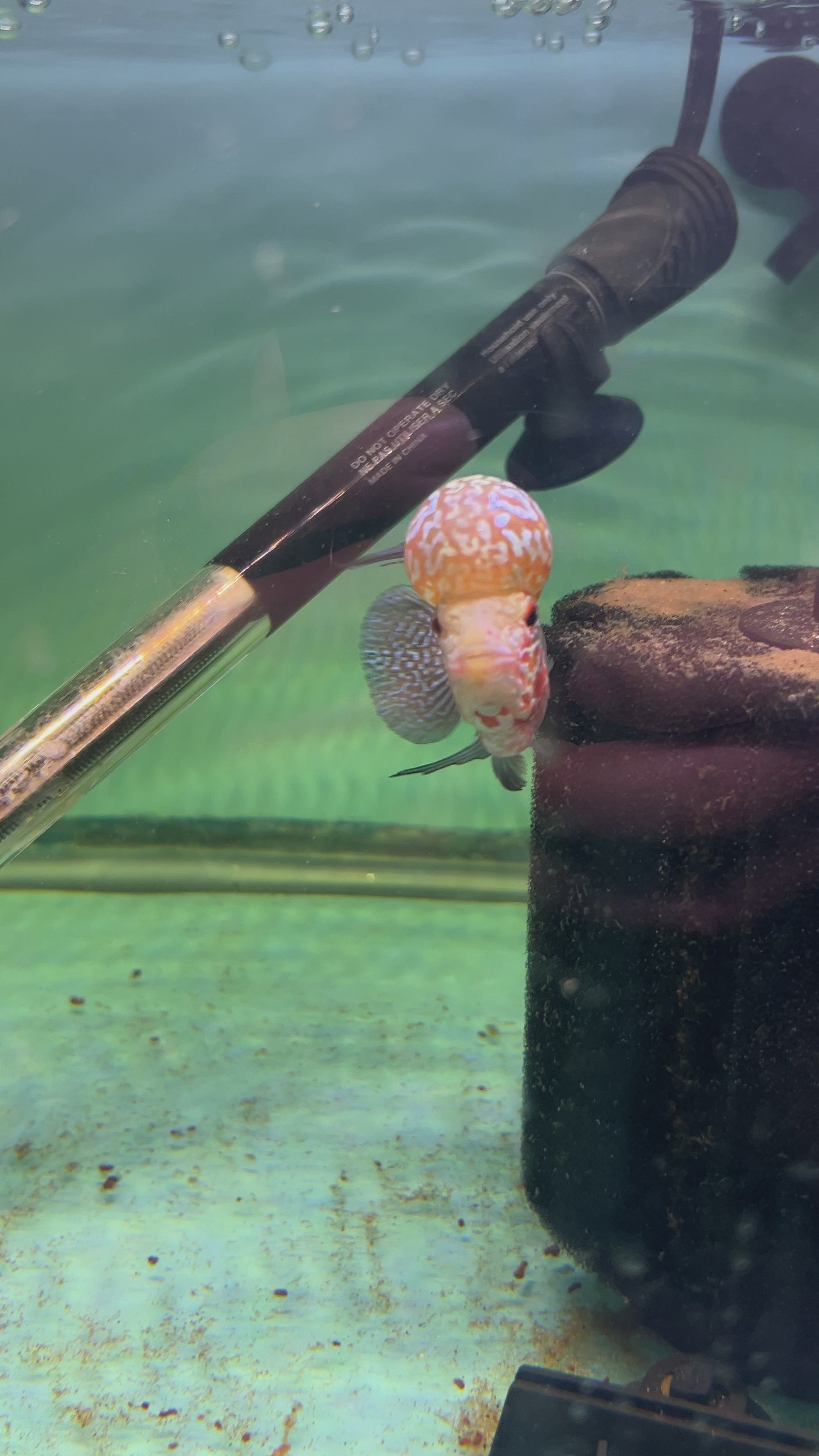 F1 Super Red Dragon Flowerhorn MALE 2" inch King Kamfa BIG KOK (SRD-018) D25-2