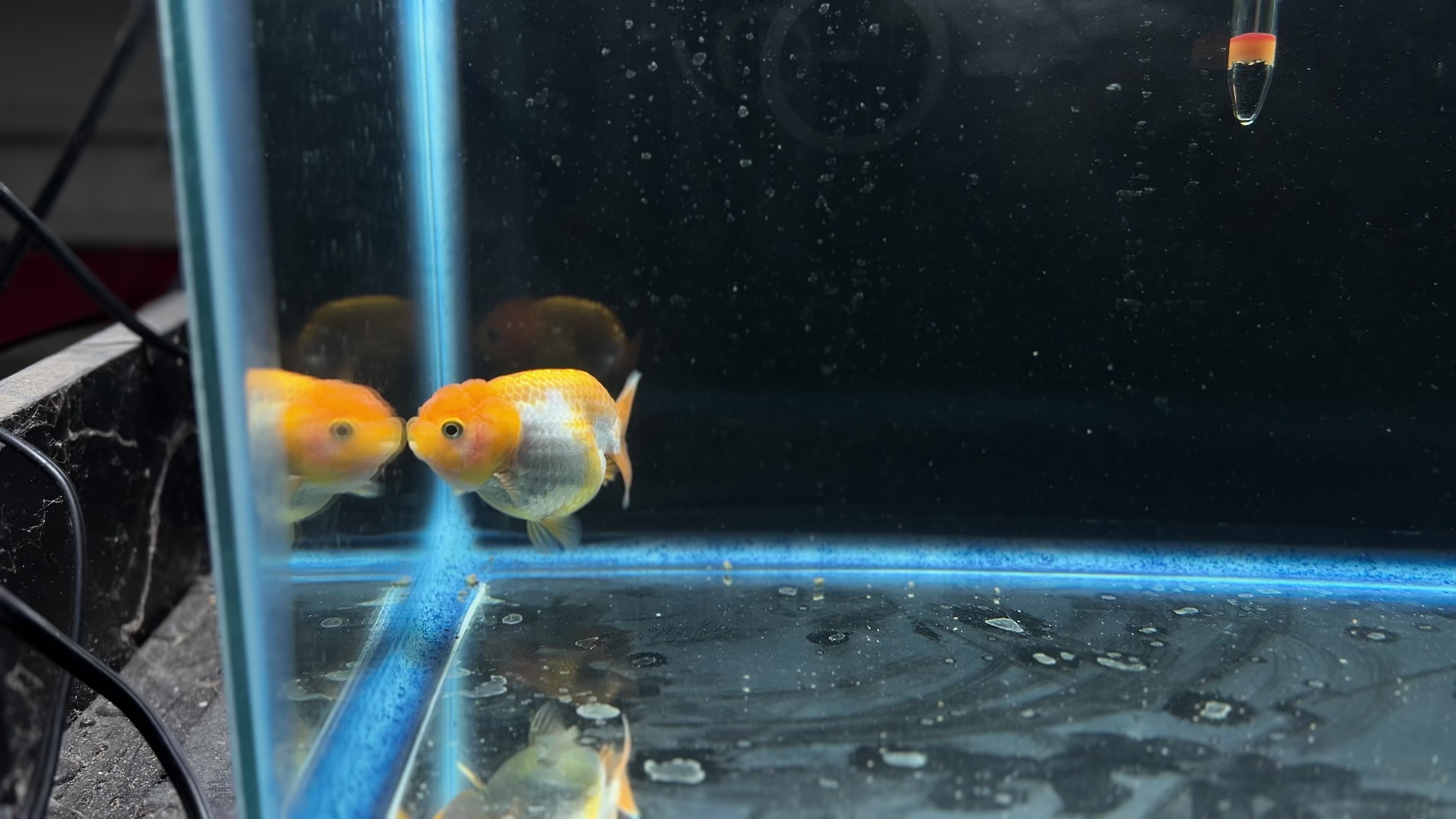 Thai Ranchu Red & White Male 2.5” Body 4 Months(JC-005)