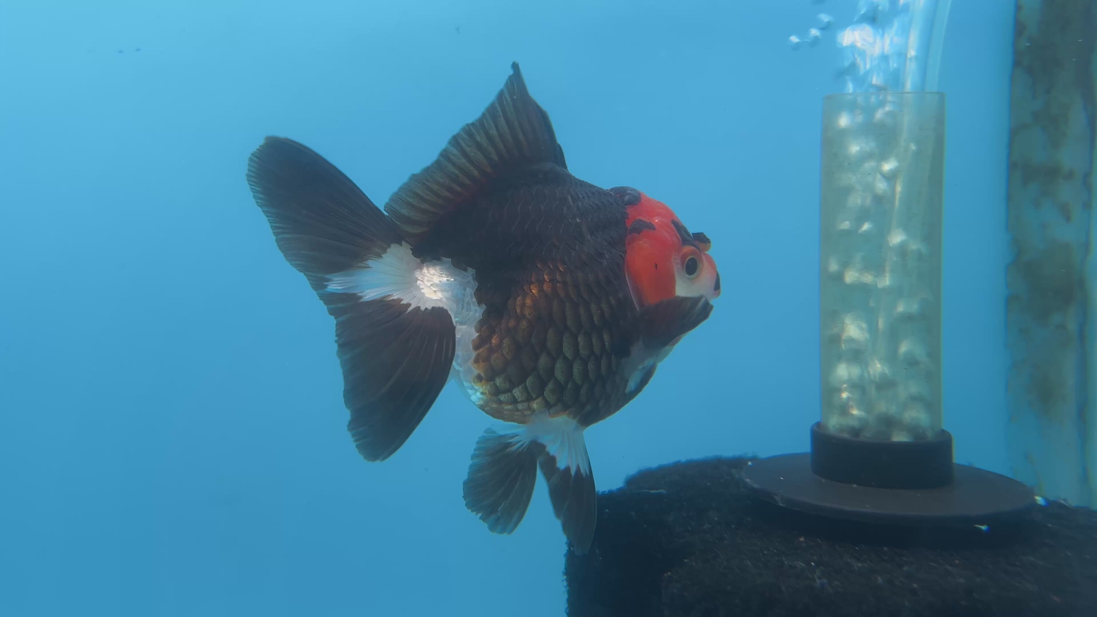 Thai Oranda Tri-Color Red Cap Yuan Bao Short Tail Female 3” Body 7 Months (JC-035)