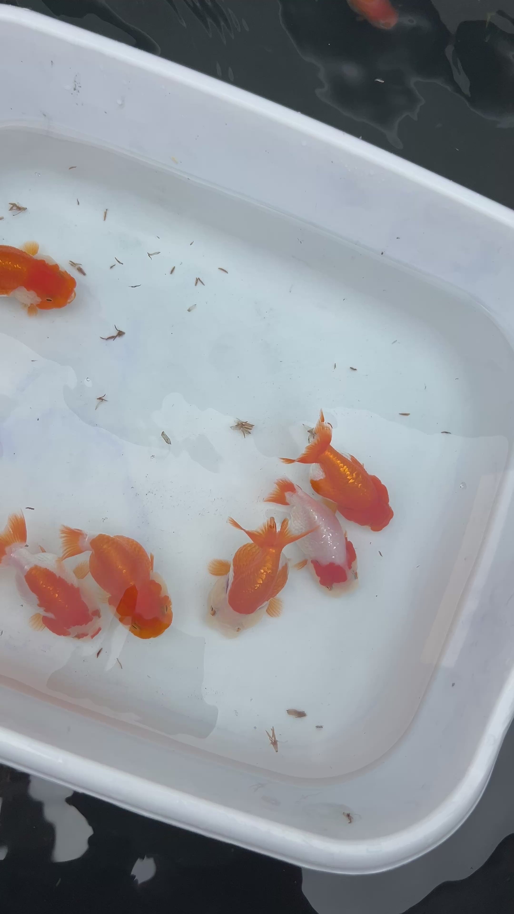 Live Premium Fancy Goldfish Thai Lionchu Red & White Our Choice (Direct From Farm)