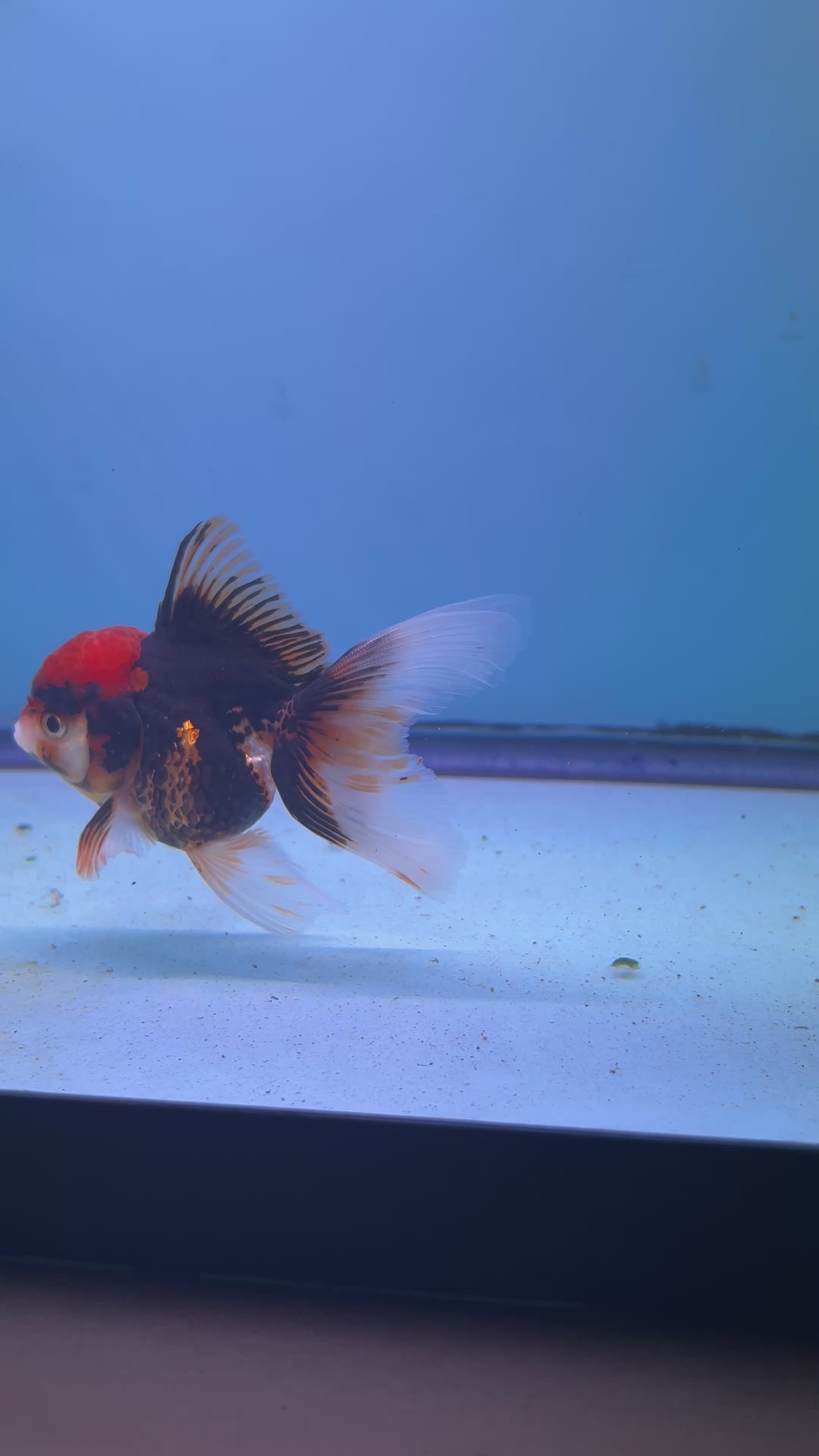 Live Premium Fancy Goldfish Thai Oranda Tri-Color 2.5" Body (JC-081) R1C02