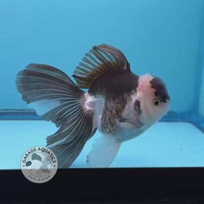 Grade AAA Thai Oranda Panda Rose Tail Strong Body Structure  3.5” Body Male 8 Months (JC-008)