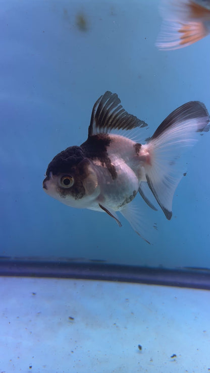 Live Premium Fancy Goldfish Thai Oranda Panda 2.5" Body (JC-084) R1C02