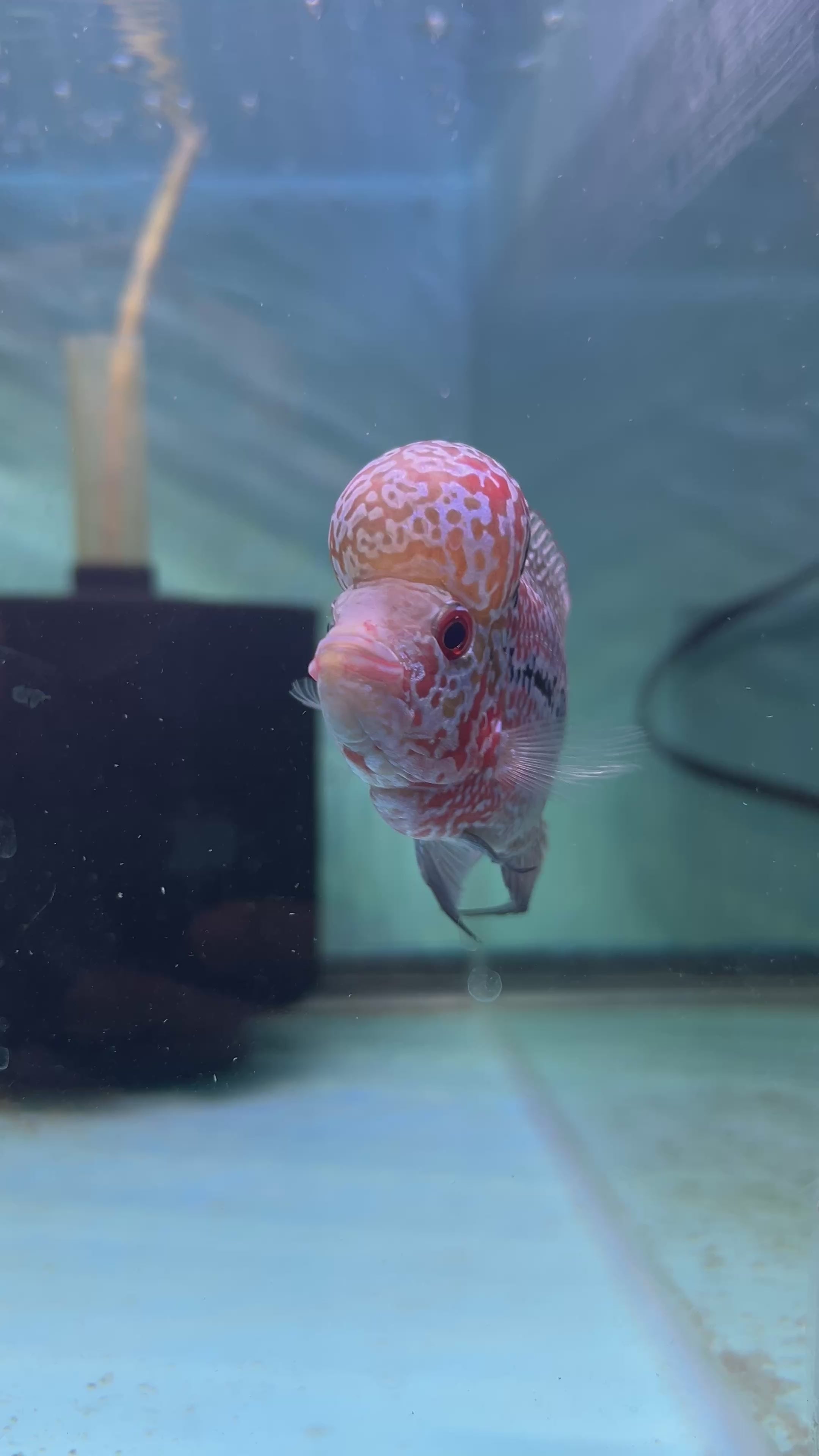 F1 Super Red Dragon Flowerhorn MALE 2" inch King Kamfa BIG KOK (SRD-008) H26-1