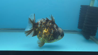 NK Thailand Thai Oranda Short Tail Tiger Calico 4.5” Body Male (JC-031) R1C4 (FREE 2 DAY SHIPPING)