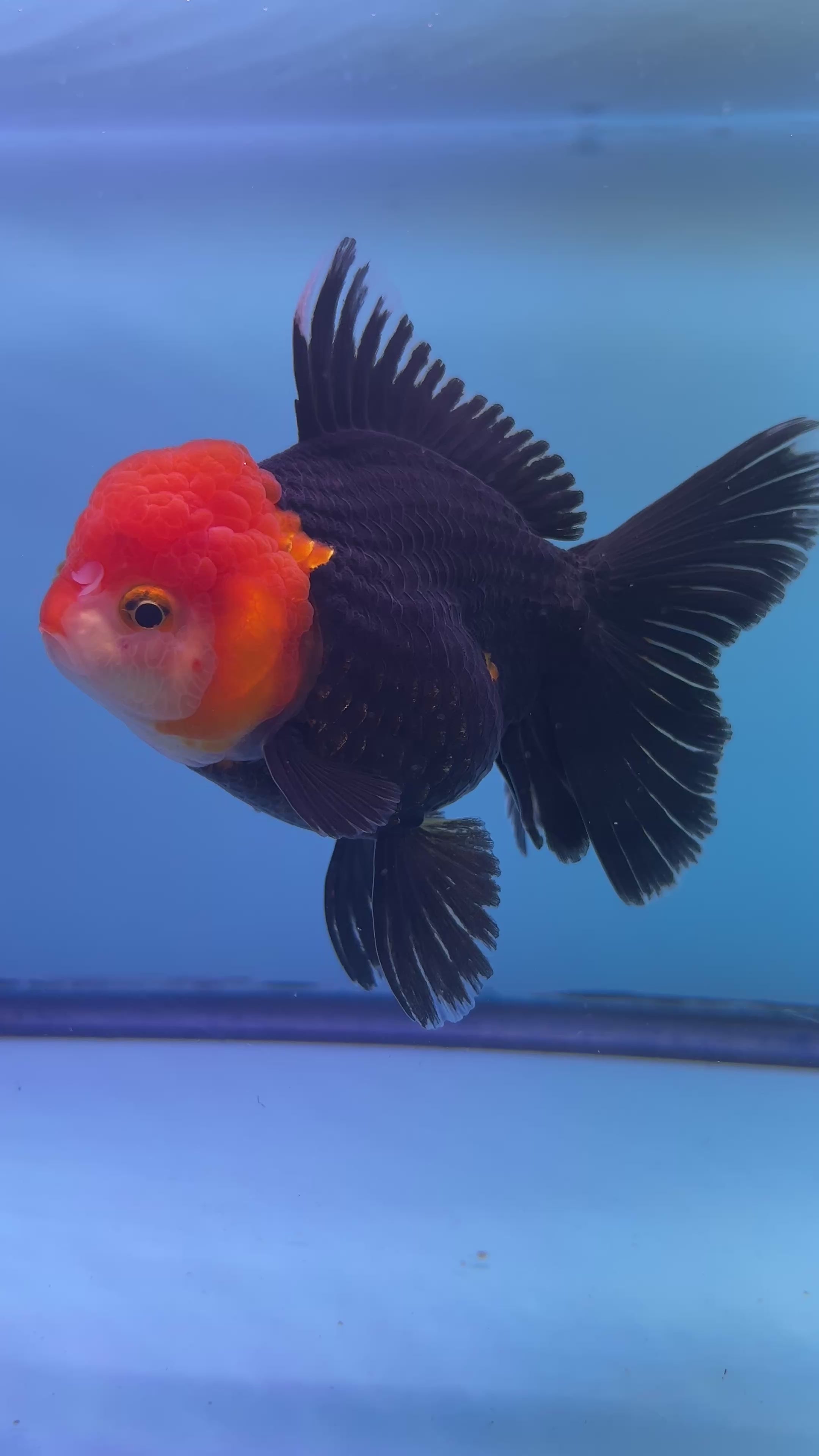 Live Premium Fancy Goldfish Thai Oranda Red Cap Black Body 3.5” body (JC-097)