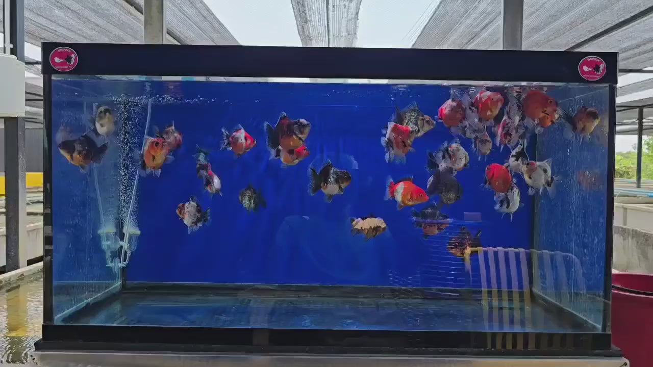 Live Premium Fancy Goldfish Shogun Thai Oranda Yuanbao (Our Choice)