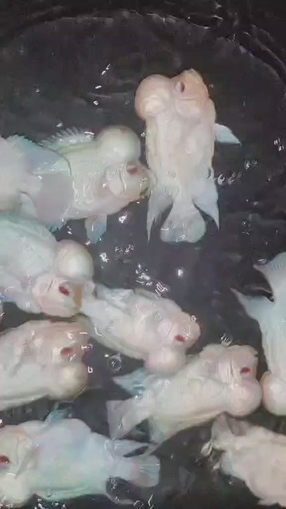 PREMIUM Thai Silk Flowerhorn MALE (Our Choice)