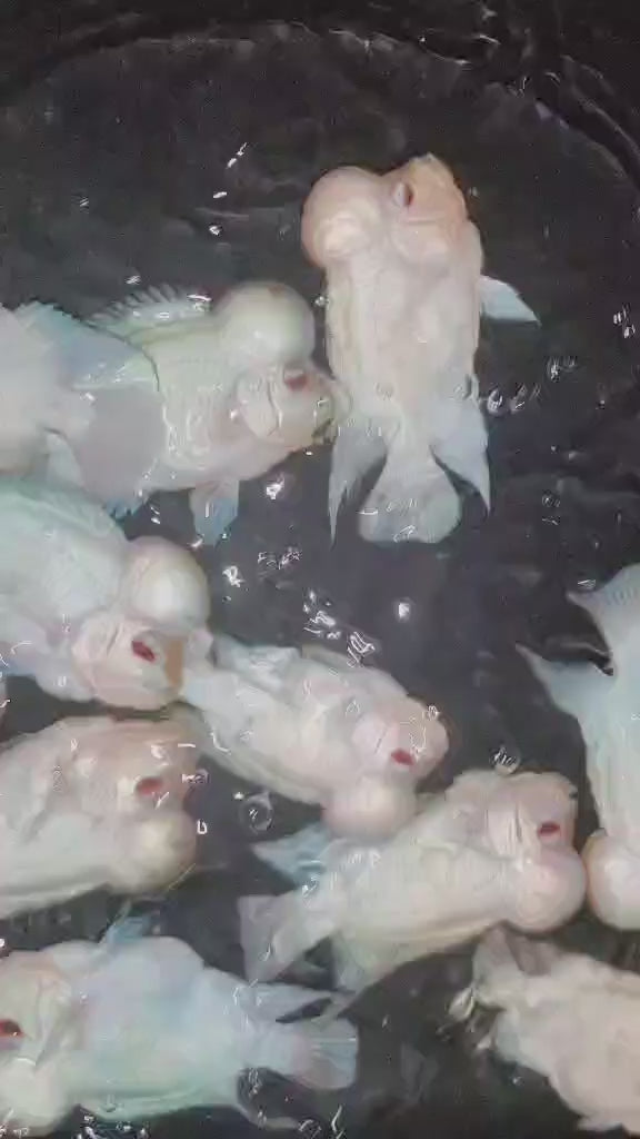 PREMIUM Thai Silk Flowerhorn MALE (Our Choice)