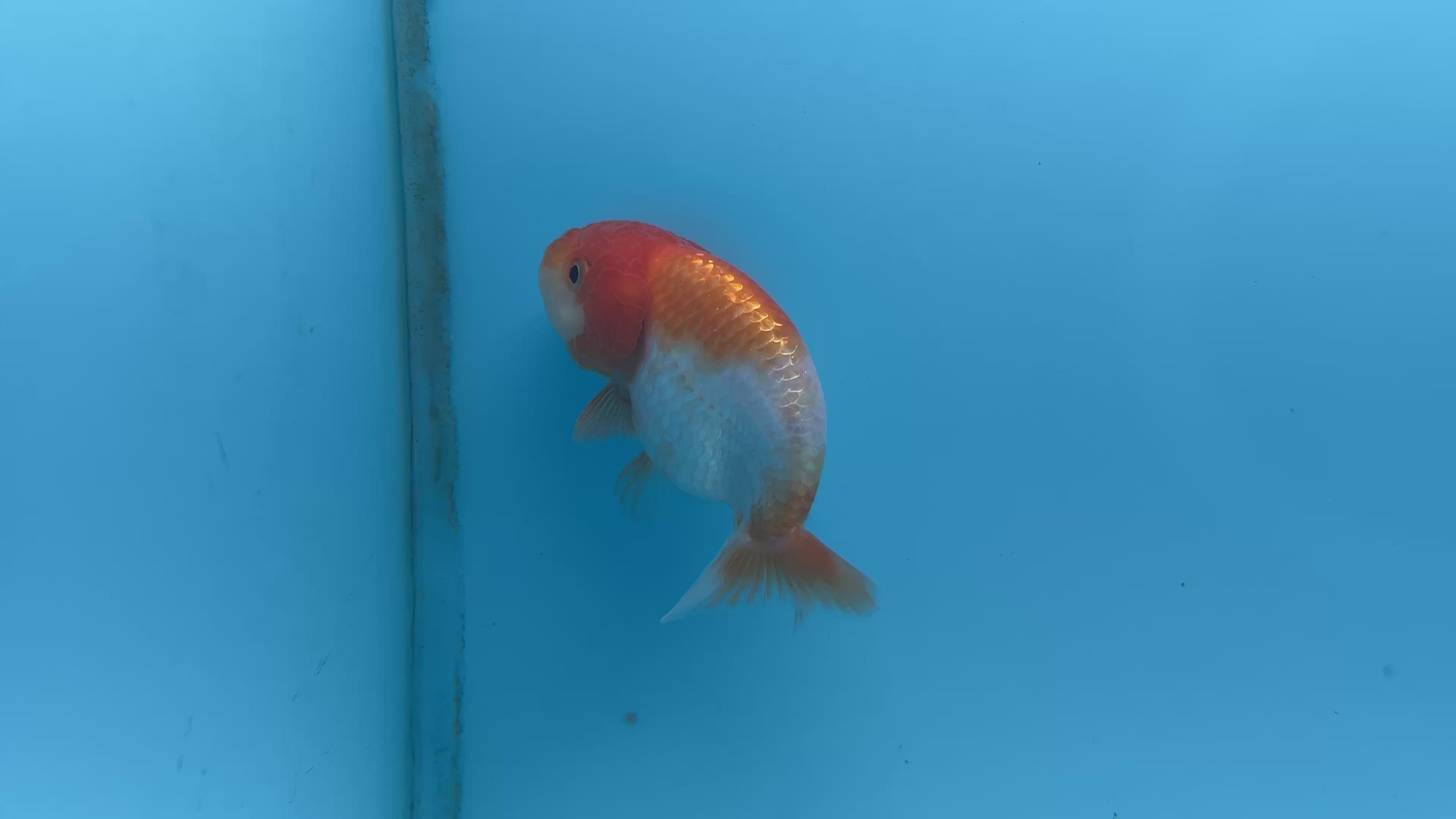 A Grade Thai Ranchu Red & White 3” Body Male 6 Months (JC-024)