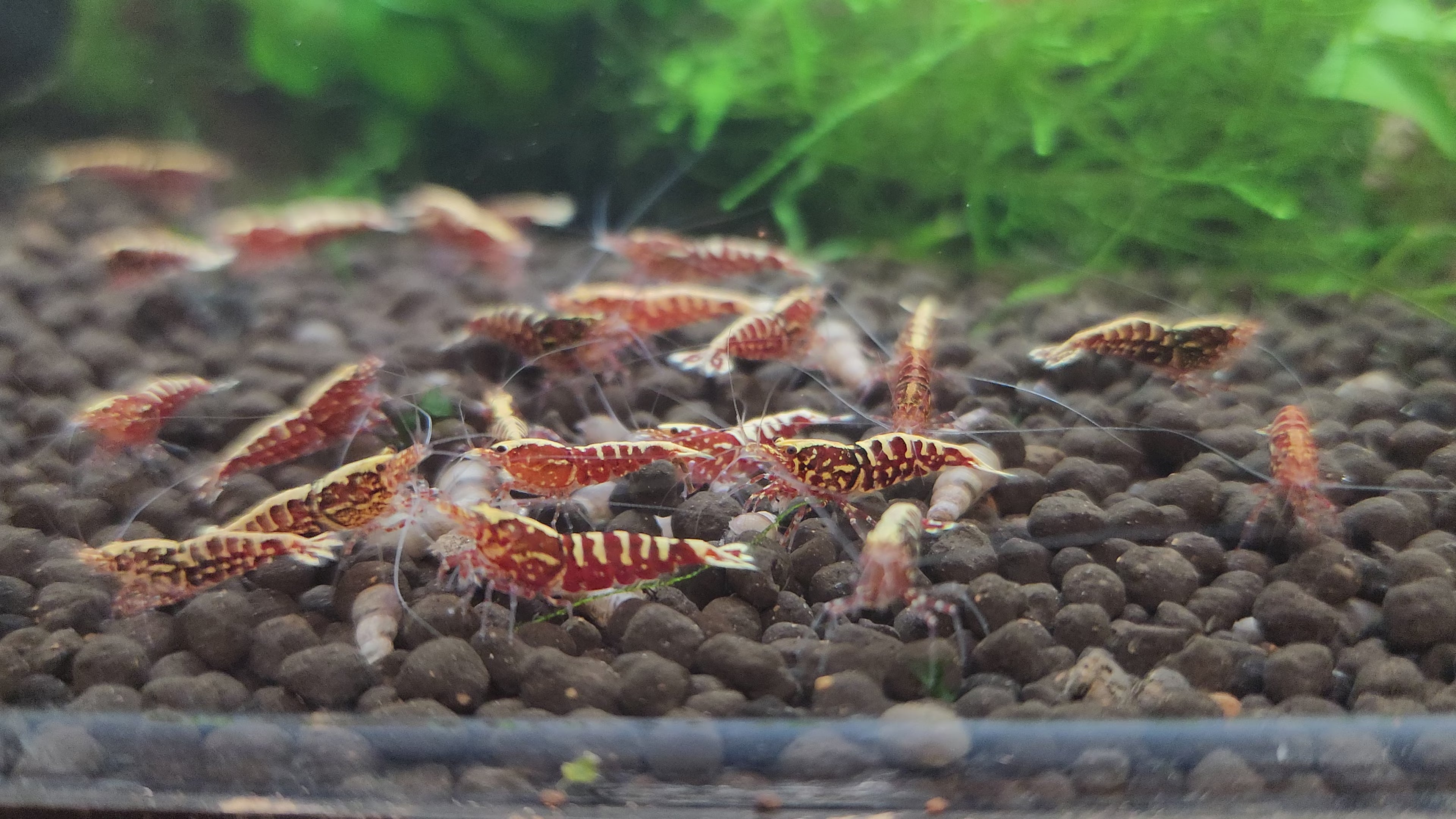 Live Freshwater Aquarium Shrimp Red Galaxy Pinto (Caridina)