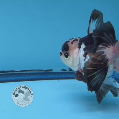 Grade AAA Thai Oranda Panda Rose Tail Strong Body Structure 3.5” Body Male 8 Months (JC-007)