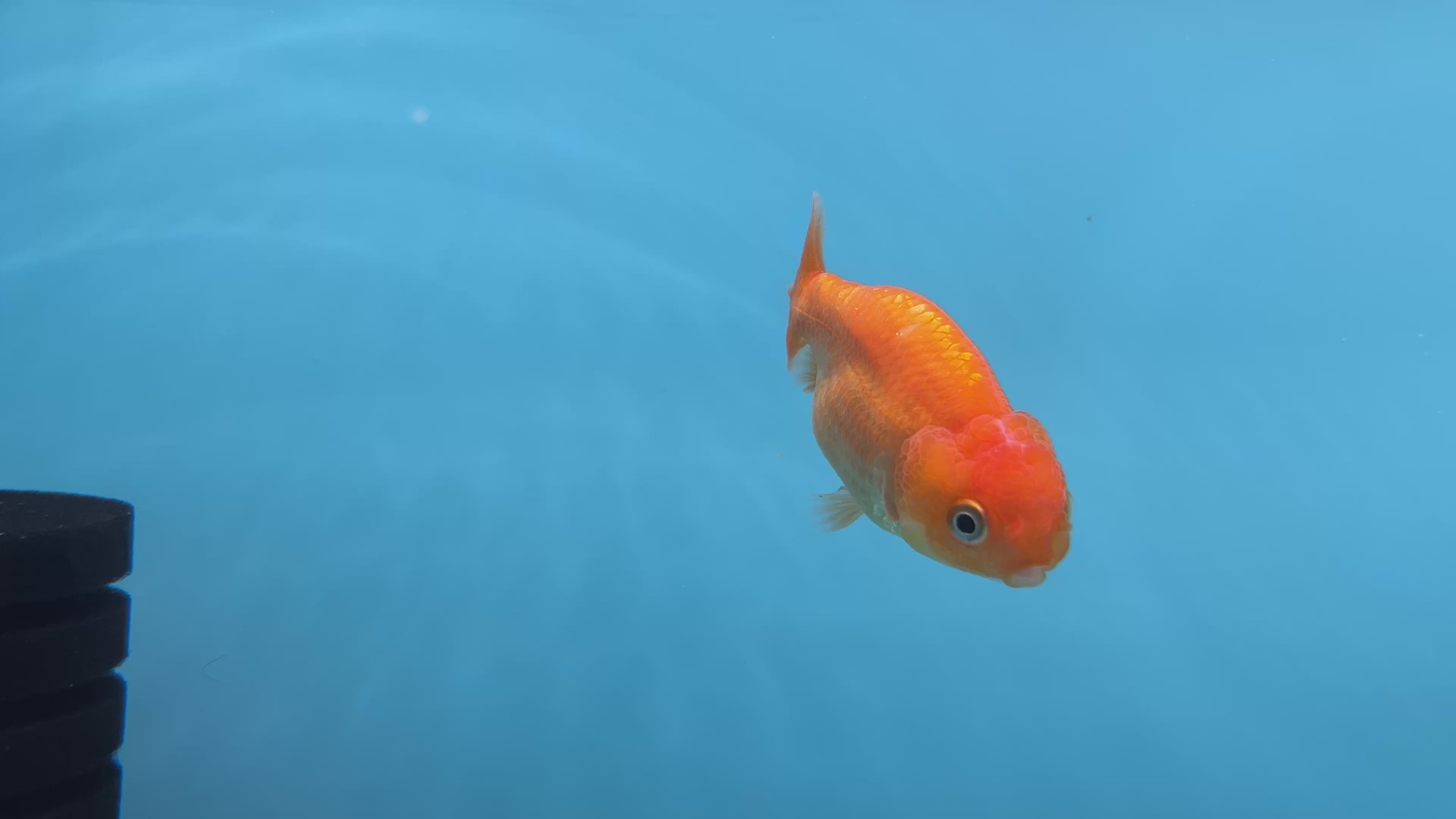 Thai Ranchu Red Male 2” Body 3 Months (JC-019)