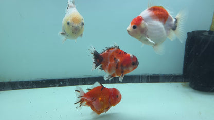 SHOGUN Thai Oranda Short Tail Yuan Bao Direct From Farm (Our Choice)