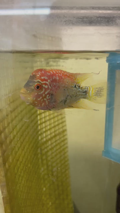 Live Freshwater Golden Base Kamfa 3"+ Male Flowerhorn by Snow X Breed Thailand (FH-001)