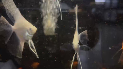 Live Fancy Fish – Diamond Koi Angelfish – Stunning Line-Bred Pterophyllum Scalare – Direct From Farm