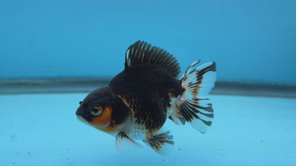 Thai Oranda Tri-Color Yuan Bao Short Tail Male 3” Body 7 Months (JC-037)