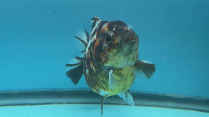 NK Thailand Thai Oranda Short Tail White Tiger Calico 4” Body Male (JC-021) R1C4 (FREE 2 DAY SHIPPING)