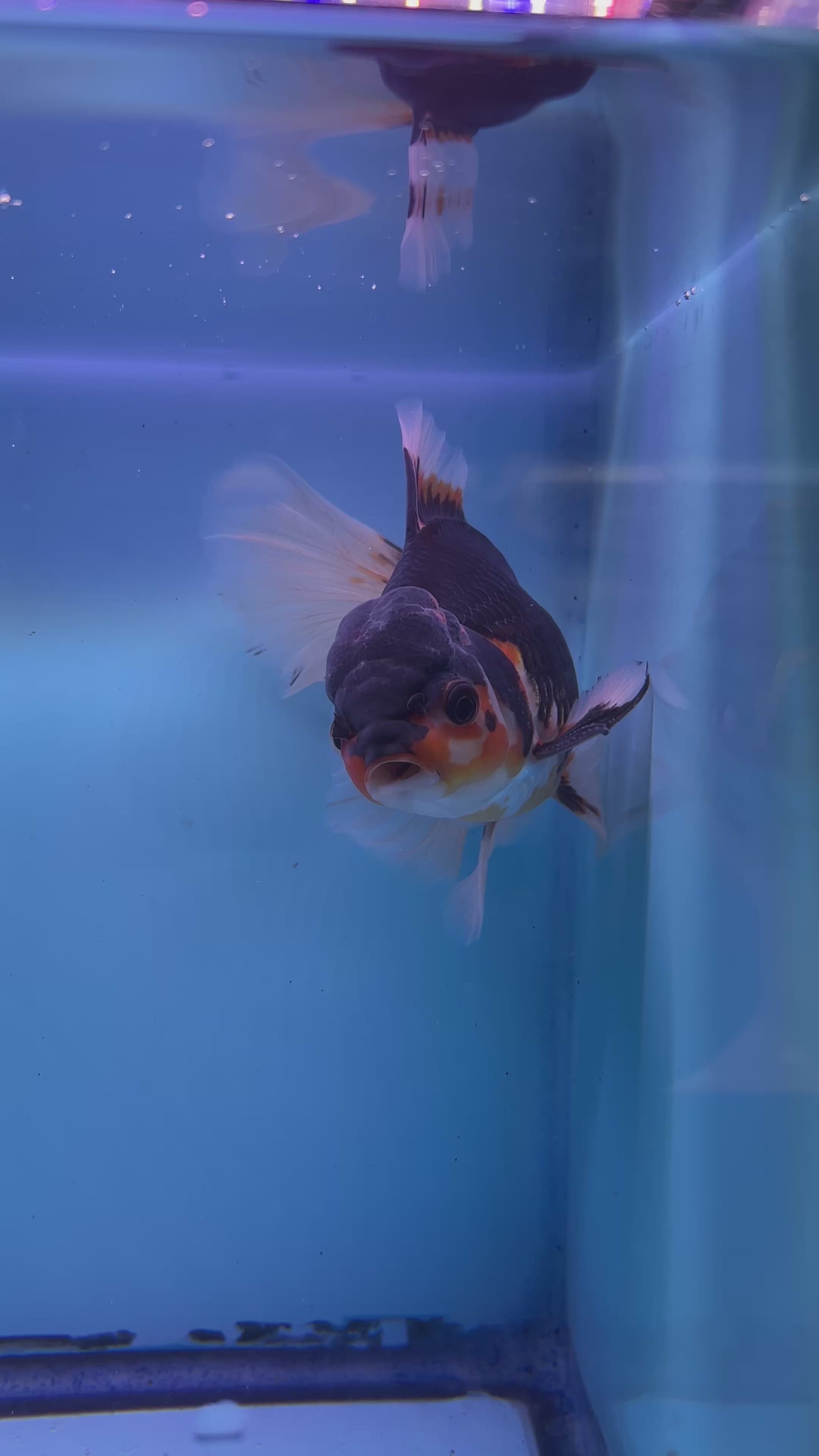 Live Premium Fancy Goldfish Thai Oranda Tri-Color Giant Breed Peacock Orchid Tail Male 4” Body 8 Months (JC-080)