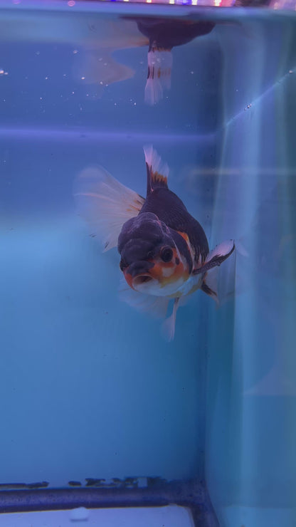 Live Premium Fancy Goldfish Thai Oranda Tri-Color Giant Breed Peacock Orchid Tail Male 4” Body 8 Months (JC-080)