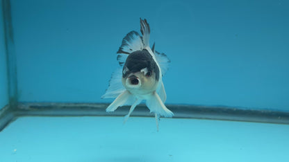 Grade A Thai Oranda Panda Rose Tail Strong Body Structure 3.5” Body Male 8 Months (JC-023)