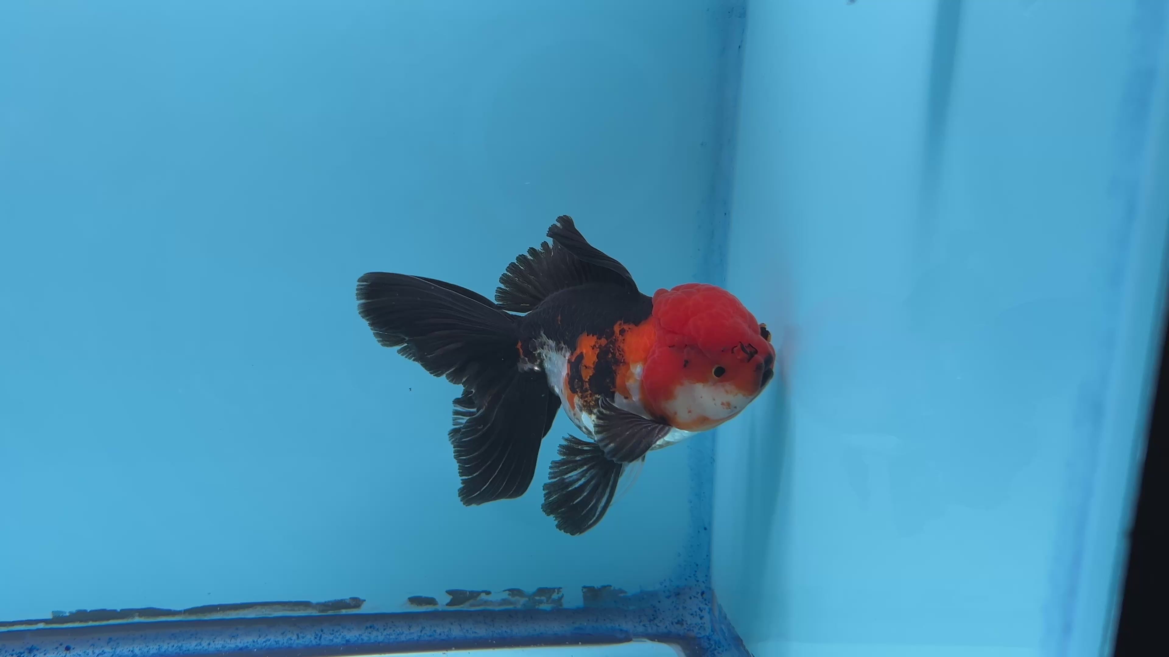 Grade AAA Thai Oranda Tri-Color Lava Head Orchid Strong Body Structure  3.5” Body Male 8 Months (JC-016)