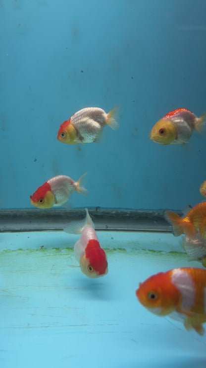 Live Fancy Goldfish Premium Select A Grade Our Choice Mix Color Ranchu 1.5"~2" Inch (JC)