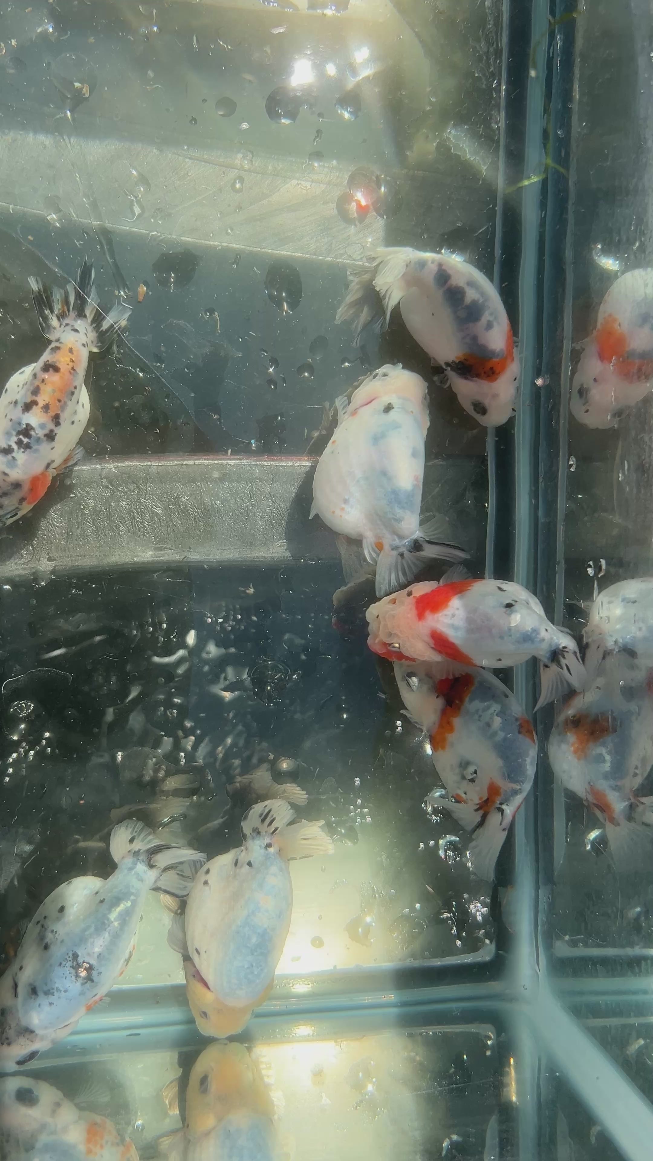 Live Fancy Goldfish Premium Select Our Choice Galaxy Calico Ranchu (Our Choice)