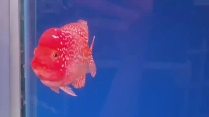 Golden Base Flowerhorn 5" inch PREMIUM (Direct From Farm)