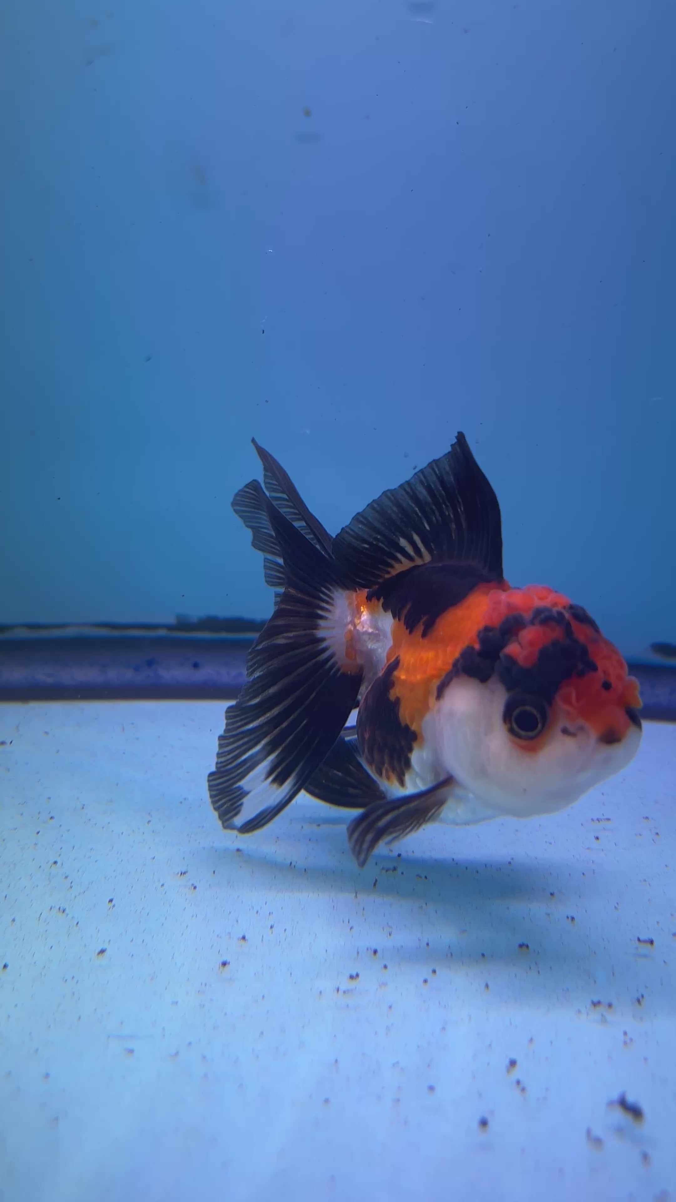 Live Premium Fancy Goldfish Thai Oranda Tri-Color 2.5" Body (JC-083) R1C02