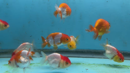 Live Fancy Goldfish Premium Select A Grade Our Choice Mix Color Ranchu 1.5"~2" Inch (JC)