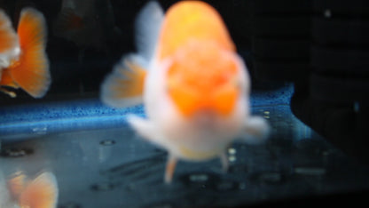 AA Grade Thai Ranchu Red & White  3.5" Body Male 7 Months (R1001)