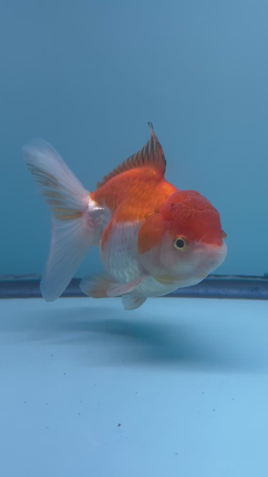 Live Premium Fancy Goldfish Thai Oranda Red and White Orchid Tail Female 3.5” Body 8 Months (JC-054)