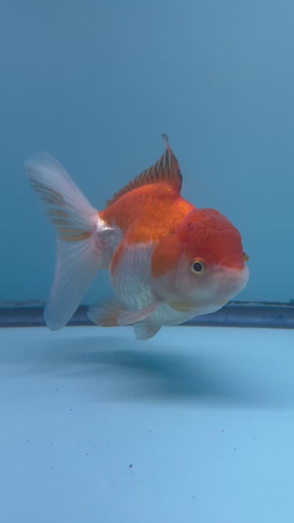 Live Premium Fancy Goldfish Thai Oranda Red and White Orchid Tail Female 3.5” Body 8 Months (JC-054)