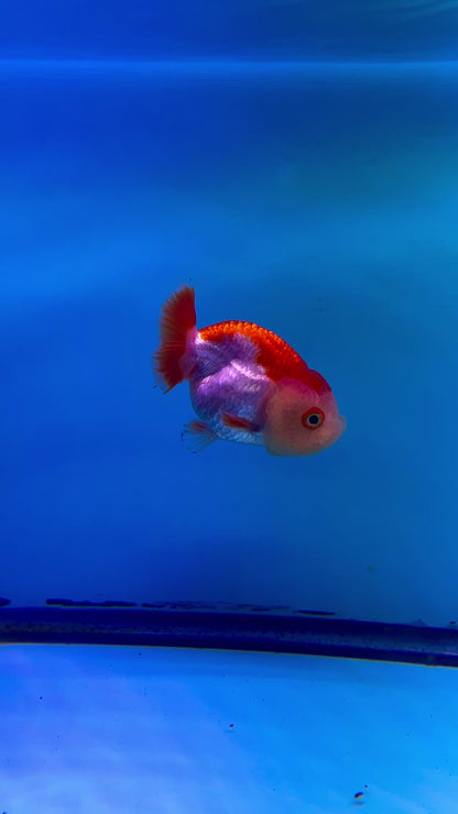 Live Premium Fancy Goldfish Thai Buffalo Ranchu Red & White 3" Body 6 Months (JC-099) R1C03