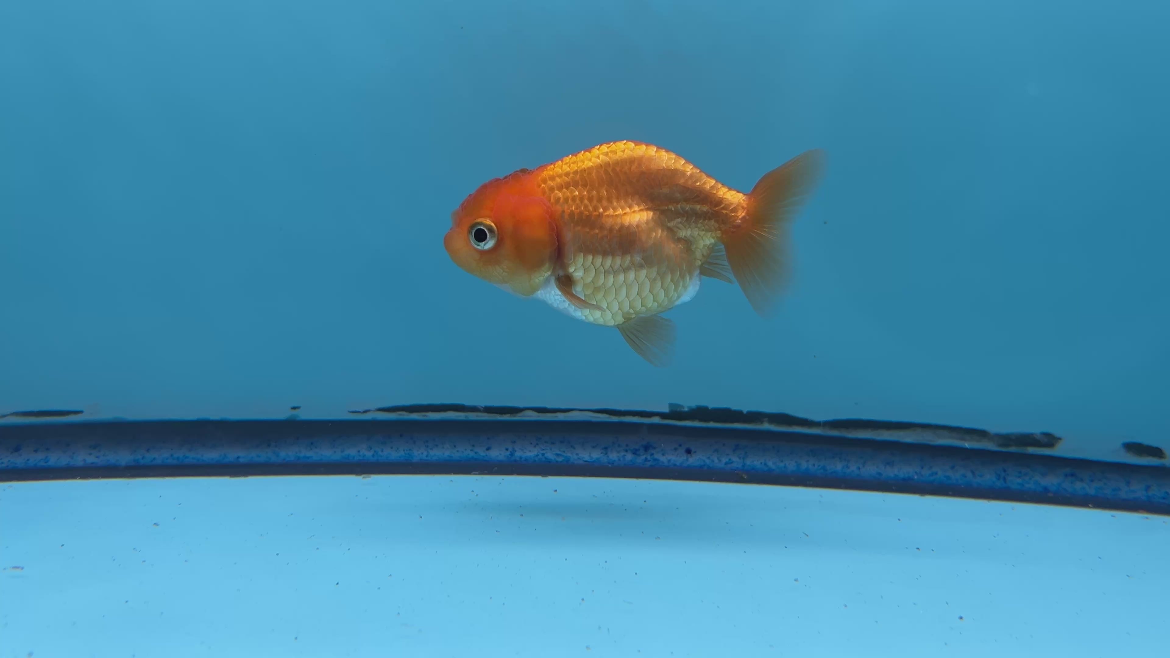 Thai Ranchu Red Male 2” Body 3 Months(JC-017)