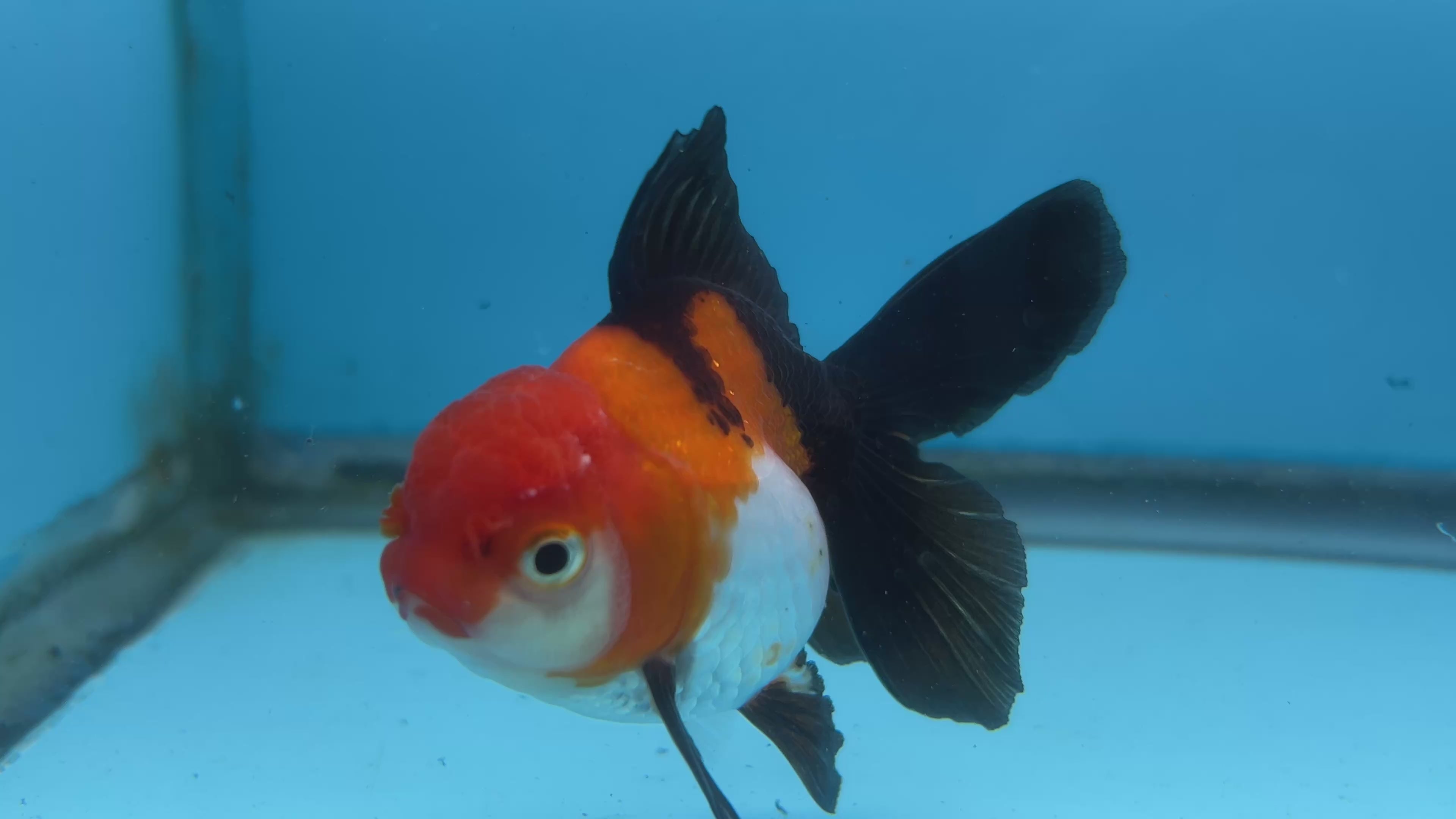 Thai Oranda Tri-Color Short Tail Male 3” Body 7 Months (JC-039)