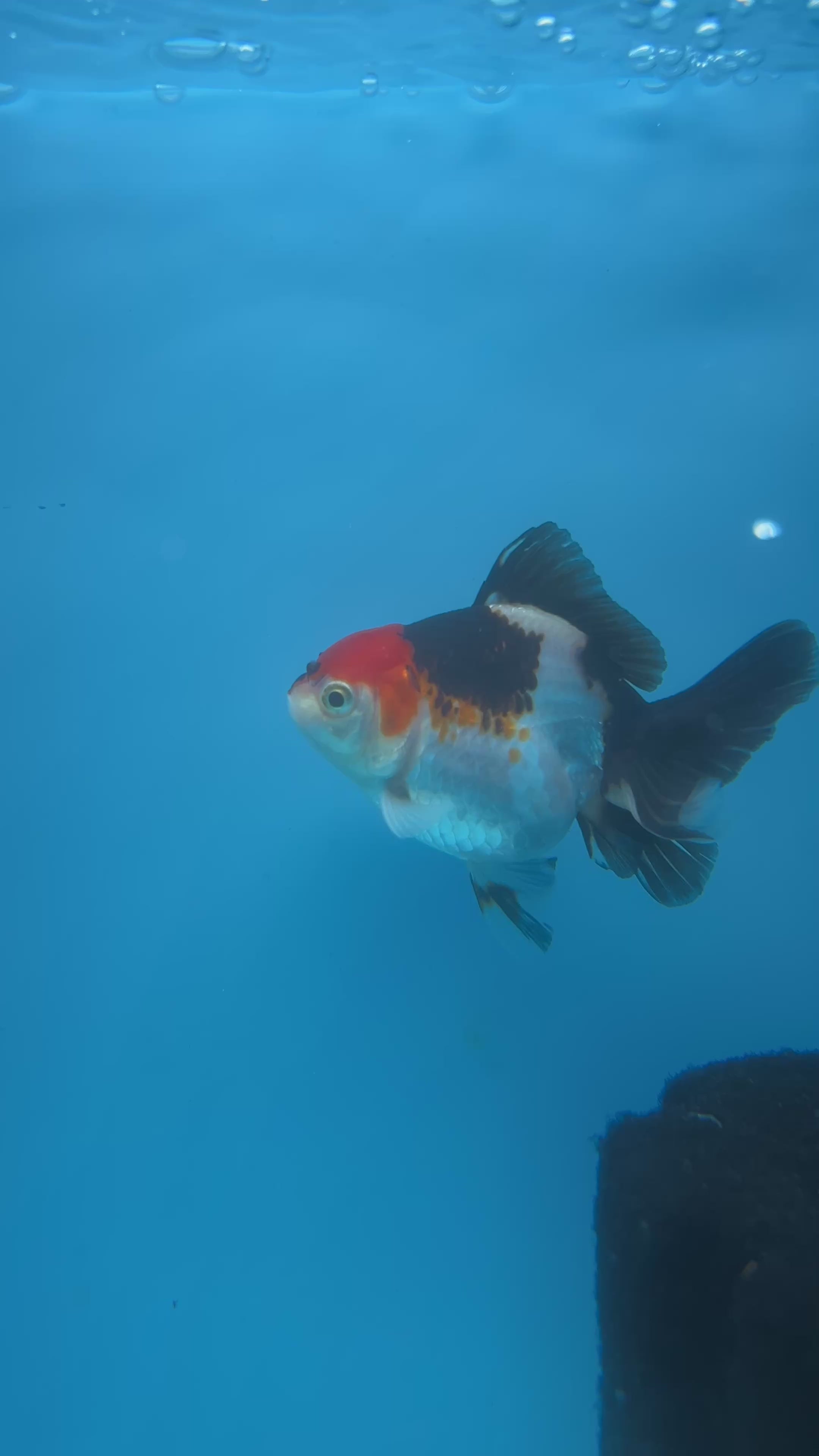 Thai Oranda Tri-Color Yuan Bao Short Tail Male 3” Body 7 Months (JC-040)