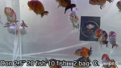 Live Fancy Goldfish Thai Ranchu Tiger Calico 2.5"-3.5" Body (OUR CHOICE)