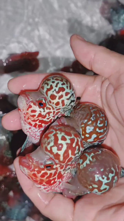 PREMIUM Super Red Dragon Flowerhorn 4" MALE (Direct From Farm)