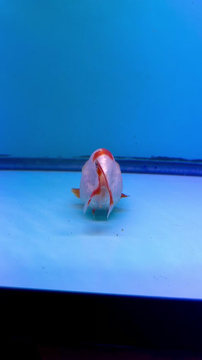 Live Premium Fancy Goldfish Thai Ranchu Red & White 3" Body 6 Months (JC-100) R1C03