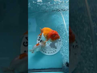 Live Premium Fancy Goldfish Thai Lionchu Red & White 3" Male Body (DON-015)