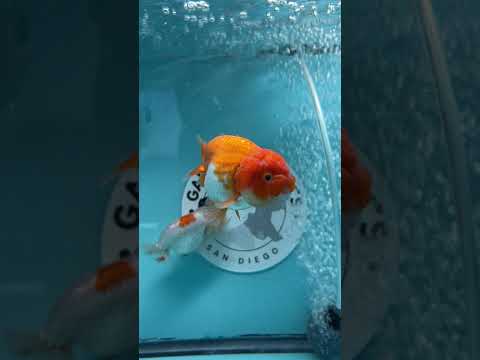 Live Premium Fancy Goldfish Thai Lionchu Red & White 3" Male Body (DON-015)