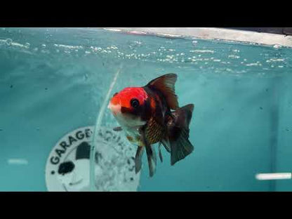 Live Premium Fancy Goldfish Thai Oranda Apache 3" Male Body (SAK-008)