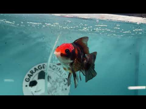 Live Premium Fancy Goldfish Thai Oranda Apache 3" Male Body (SAK-008)