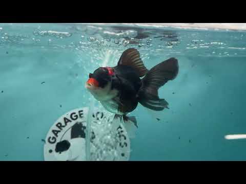 Live Premium Fancy Goldfish Thai Oranda Tri-Color 2.5" Male Body (SAK-007)